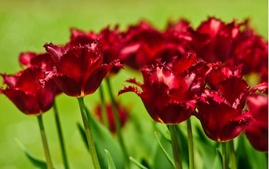 Chuyên cung cấp hoa tulip phục vụ tết 2012