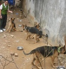 Tp. Hà Nội: Bán chó, nhận huấn luyện chó nghiệp vụ CL1201618P9