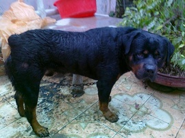 Bán chó rottweiler 15 tháng tuổi