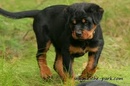 Tp. Hồ Chí Minh: bán một con chó rottweiler cái để đuôi 3,5 tháng . cha mẹ nhập CL1089155P4