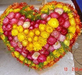 Bán Hoa bất tử, hoa cắm giỏ, hoa bất tử trái tim, hoa bất tử bán sỉ, lẻ