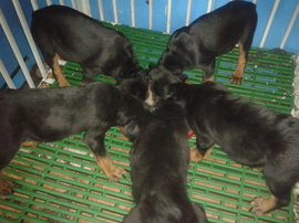 bán bầy chó rottweiler 2 tháng