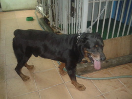 bán chó rottweiler đực 3 tuổi , đẹp chuẩn