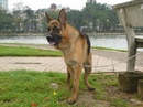 Tp. Hà Nội: Bán chó becgie Đức thuần chủng, chó đực, 11 tháng tuổi, cân nặng 37Kg, giá hợp lý CL1188616P5