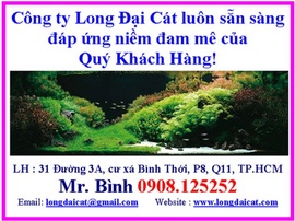 Cơ hội kinh doanh cửa hàng hồ thủy sinh chỉ với 50 triệu đồng