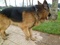 [3] Bán chó becgie Đức đực giống thuần chủng, 14 tháng tuổi, cân nặng 47Kg,