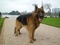 [2] Bán chó becgie Đức đực giống thuần chủng, 14 tháng tuổi, cân nặng 47Kg,