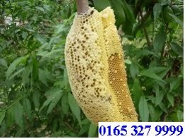 Mật ong rừng nguyên chất