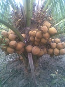 Tp. Hồ Chí Minh: Cung cấp Dừa giống mới Malaysia. ... thu hoạch nhanh. ..lợi nhuận cao CL1155120P4