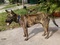[2] Chó Phú Quốc vện đực, 8 tháng, biết vận động trên máy tập chạy, đang học ngồi