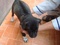 [1] Bán chó Phú Quốc con, 2 tháng tuổi, màu lông vàng, vện đen mun