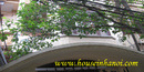 Tp. Hà Nội: Hanoi housing, house in Au Co str for rent CL1119414P3