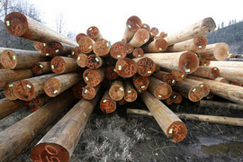 Cần bán gỗ các loại