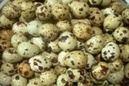 Tp. Hồ Chí Minh: cung cấp trứng cút, trứng cút giá sỉ CL1211661