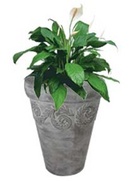 Tp. Hồ Chí Minh: Rosa Planters - pottery for garden and outdoor furniture in Vietnam CL1178149P8