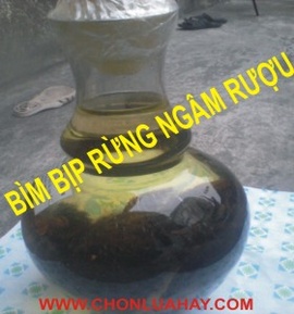 Bìm bịp rừng ngâm rượu quà biếu dành cho ông bà, người thân