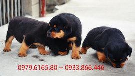 Bán cho Rottwiler 2 tháng tuổi nặng 6kg chân tay to khỏe