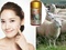 [1] Nhau thai cừu Úc Sheep Placentra Costar