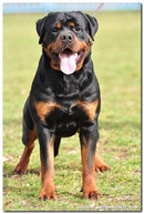 Tp. Hà Nội: cần bán chó dòng Rottweiler đẹp. Đã được qua huấn luyện, 1 tuổi 6 tháng. CL1195900