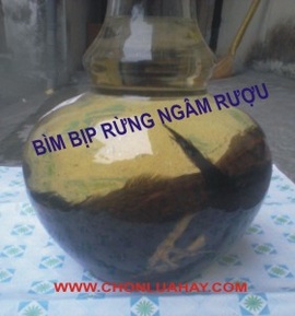 Bìm bịp rừng ngâm rượu thời gian ngâm trên 6 năm (có hình ảnh)