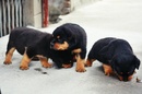 Tp. Hồ Chí Minh: chó rottweiler CL1322023P10