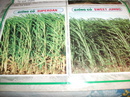Tp. Hồ Chí Minh: Hạt giống cỏ lai Superdan nhập từ úc siêu năng suất CL1591282P5