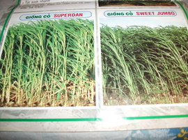 Hạt giống cỏ lai Superdan nhập từ úc siêu năng suất