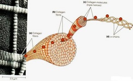 cấu tạo chuỗi collagen trong cơ thể người