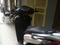 [2] ban xe shi viet 125cc mau trang sport cuc chat moi gia 91trieu dky 2012