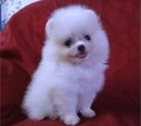 Tp. Hồ Chí Minh: Chó pomeranian (phóc sóc) Tel ; 0909 162 570 CL1273779P4