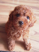 Tp. Đà Nẵng: cún Poodle teacup - Đà Nẵng CL1235845