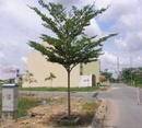 Tp. Hồ Chí Minh: Bán cây , hoa treo tường , lan can sân thượng CL1236945