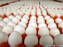 Tp. Hà Nội: Trứng gà ta an toàn - Lựa chọn hoàn hảo cho bữa cơm gia đình CL1221623