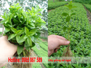 Tp. Hà Nội: Cung cấp cây giống cỏ ngọt tại Hà Nội CL1196088P4