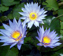 Tp. Hà Nội: Bán hoa Súng Thái Lan đa màu sắc và hương thơm - Loài hoa mang vẻ đẹp chung thủy CL1255870