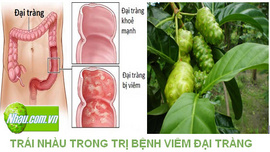 Bài thuốc chữa viêm đại tràng | Quả Nhàu