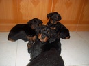 Tp. Hồ Chí Minh: Rottweiler tìm chủ CL1274430