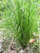 Tp. Hồ Chí Minh: Giống cỏ Vetiver chất lượng tốt CL1278724