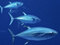 [4] Cá ngừ đại dương