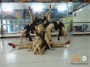 Tp. Hồ Chí Minh: Chiêu Sinh Lớp Múa Ballet CL1282835P9