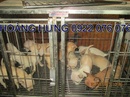 Tp. Hồ Chí Minh: chihuahua mini 2 tháng giống heo lùn gốc Mexico bỏ ly gía rẻ CL1322904P18
