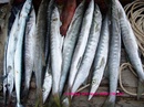 Tp. Hồ Chí Minh: bán cá bóp, cá dìa, cá dò, cá thu tươi ngon RSCL1674740