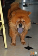 Tp. Hồ Chí Minh: Mua Bán, Phối Giống Chowchow CL1200134P11