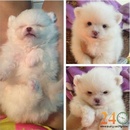 Tp. Hồ Chí Minh: Phối giống Chó Samoyed, Pomeranian ( Phốc Sóc ) và Alaska Malamute CL1283663P8