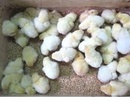 Hưng Yên: Cung cấp giống gà Đông Tảo thuần chủng CL1284432