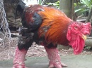 Hưng Yên: Chuyên cung cấp giống gà Đông Tảo thuần chủng trên toàn quốc CL1284432