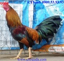 Tp. Hồ Chí Minh: Bán 100 gà tre đá tết 2014 - giá cạnh tranh RSCL1210758