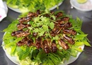 Tp. Hồ Chí Minh: Quán ăn côn trùng ở Sài Gòn - hấp dẫn khó quên CL1287335