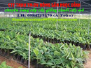Tp. Hồ Chí Minh: cung cấp giống chuối cấy mô CL1290923
