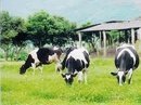 Tp. Hà Nội: HN bán sữa tươi nguyên chất, sữa chua, sữa bắp, caramen giao hàng tận nơi RSCL1502381
